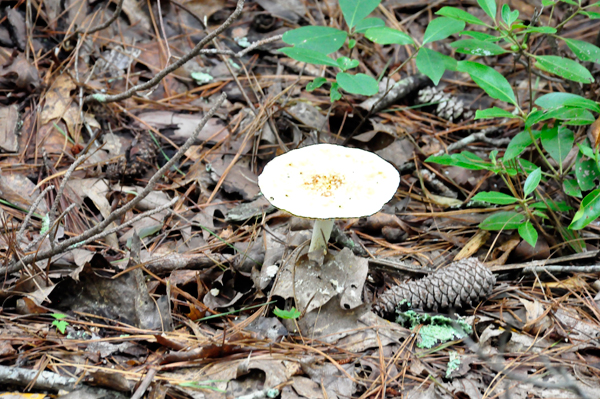 mushroom in the woods